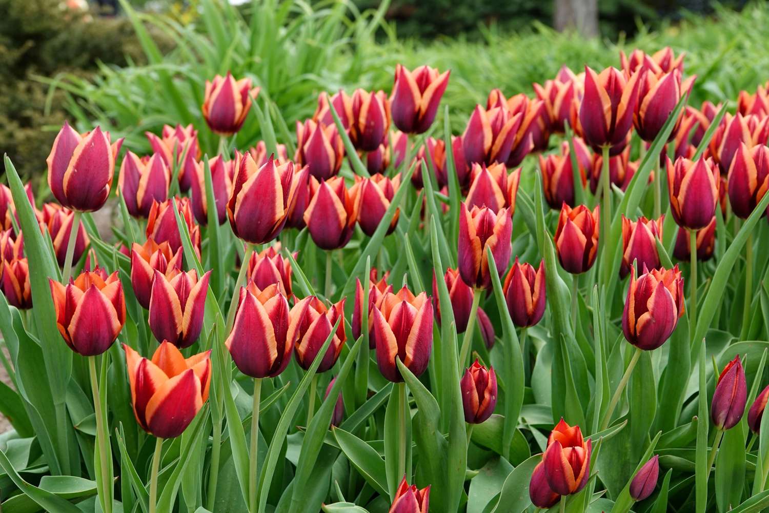 Tulipan 'Slawa' (Storkøb) - 80 løg